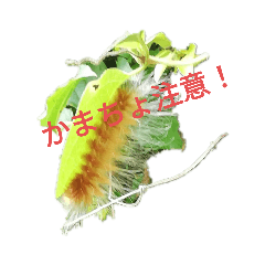 hokori_20200706192258