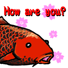Nishikigoi in English(Colored carp)