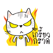 white cat in the house