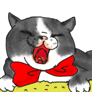 British Shorthair fat cat British Shorthair fat cat