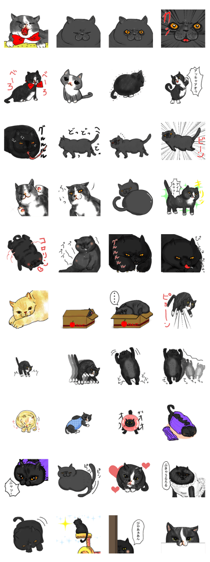British Shorthair fat cat British Shorthair fat cat
