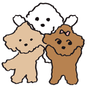 happy toy poodle life