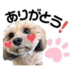 Cherry_20200707021752