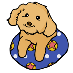 Mini Poodle-Kimi's Daily Life 2
