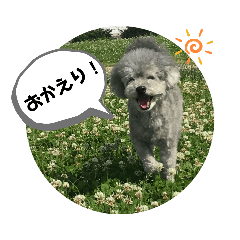 トイプードルかわゆい Lineクリエイターズスタンプ Stamplist トイプードルかわゆい Lineクリエイターズスタンプ Stamplist