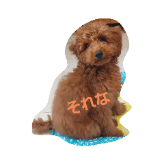 めっちゃ可愛いトイプードルちゃん Line スタンプ Line Store めっちゃ可愛いトイプードルちゃん Line スタンプ Line Store