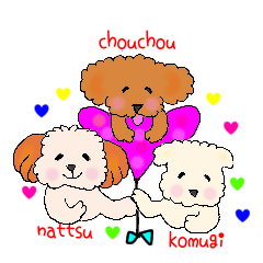 Happy life with toy poodles and Shih-tzu