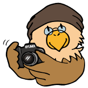 Gyueen of vulture