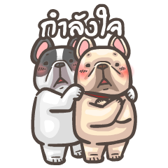 พิกุ - เฟรนช์ บูลด็อก 5