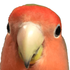 かわいいコザクラインコ Bigスタンプ Line スタンプ Line Store かわいいコザクラインコ Bigスタンプ Line スタンプ Line Store