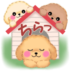 Pretty Toy Poodles Big Stickers Line Stickers Line Store