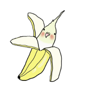 Okame the Cockatiel