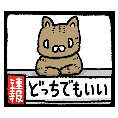 nonbiri-brown tabby cat