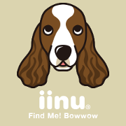 iinu - English Springer Spaniel