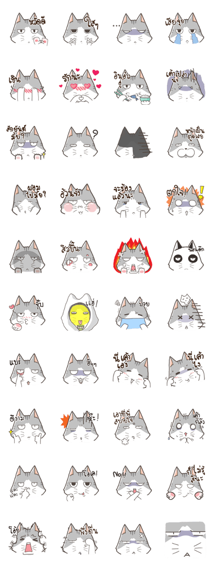 Here cat