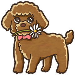 I Love Toy Poodle so much!