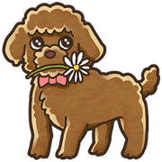 I Love Toy Poodle so much!