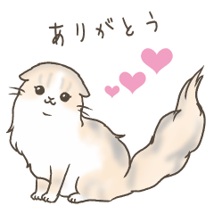 scottishfold / dilutecalico