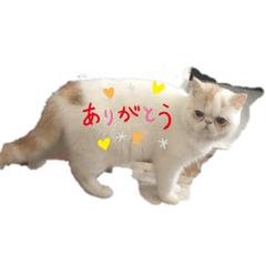 mochi_20200708213422