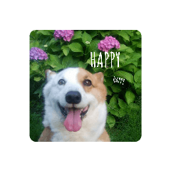 orange_20200708215548