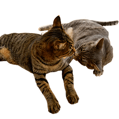 Tora and Haruta Cat Photo Stamp