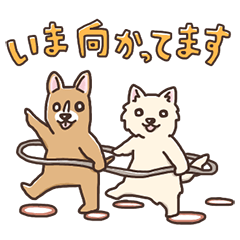 敬語で！なかよしチワワのチュロとひめ
