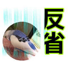 parakeet tweet2