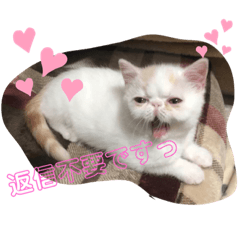 mochi_20200709135330