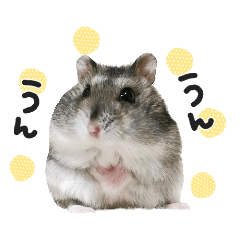 Hamster Chimu