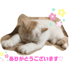 mochi_20200709153415