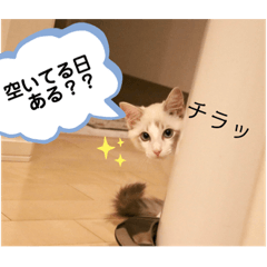 Ringo_20200709142732