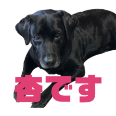 ann_20200709190036