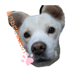 LINEスタンプ（A用）