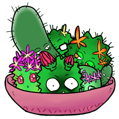 A little tired face cactuses.
