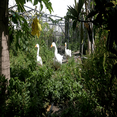 Four geese strolling