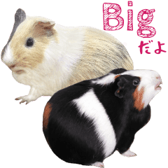 もるもるモルモットbig ほほえみフレンズ Line スタンプ Line Store もるもるモルモットbig ほほえみフレンズ Line スタンプ Line Store