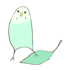 Budgerigar Kuu