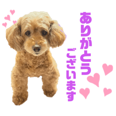 トイプードル Lineクリエイターズスタンプまとめ Stamplist Part 5 トイプードル Lineクリエイターズスタンプまとめ Stamplist Part 5