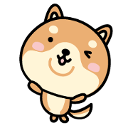 Everyday Shiba dog