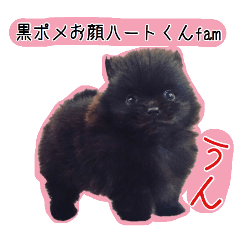Black Pomeranian "face heart " fam