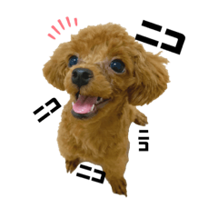 Pino(toy poodle)