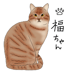 Fuku-san (cat)