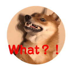 雨柴媽美實用日常