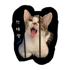 喵寶情貓（寵物特輯）