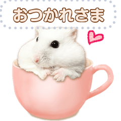 Cute Djungarian hamsters<Photo>message