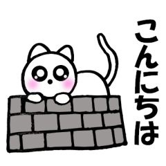 Cute white cat white-chan1