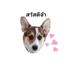 melon_20200711103127