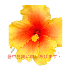 FLOWER_20200711144116