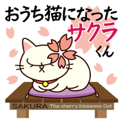 Sakura becoming a house cat.