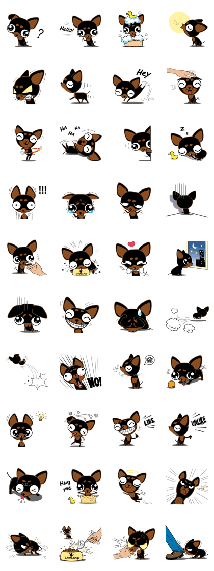 Cute Choc chip (Chiwawa dog)